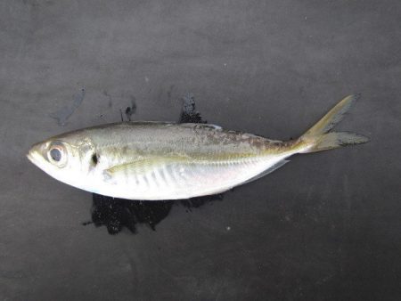 オリジナルメーカー海づり公園(市原市海づり施設) 釣果