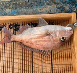 幸吉丸 釣果
