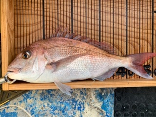幸吉丸 釣果