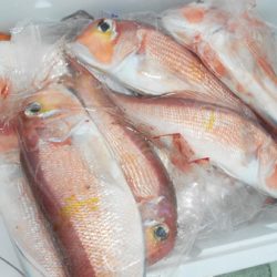 こうゆう丸 釣果