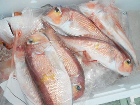 こうゆう丸 釣果