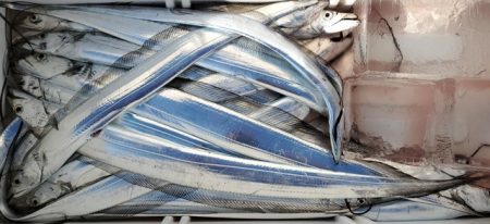 遊漁船 ニライカナイ 釣果