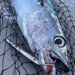 へいみつ丸 釣果