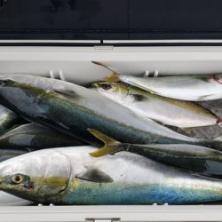 遊漁船 ニライカナイ 釣果