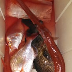 遊漁船 新鋭丸 釣果