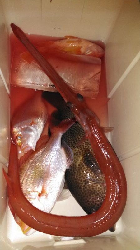 遊漁船 新鋭丸 釣果