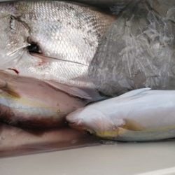 遊漁船 新鋭丸 釣果