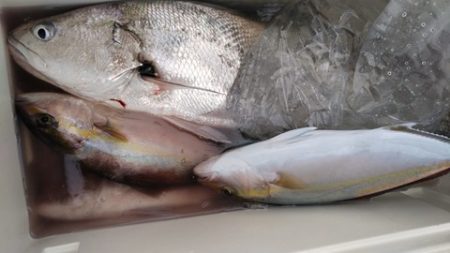 遊漁船 新鋭丸 釣果