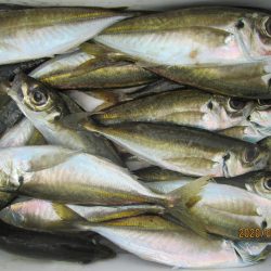 下関フィッシングパーク 釣果