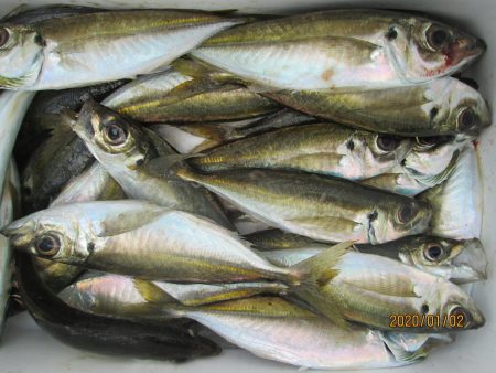 下関フィッシングパーク 釣果