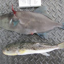 下関フィッシングパーク 釣果