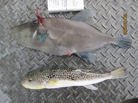 下関フィッシングパーク 釣果