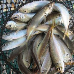 下関フィッシングパーク 釣果