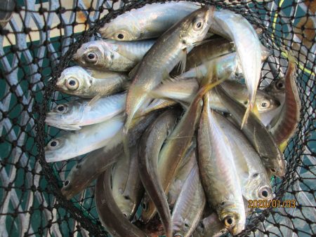 下関フィッシングパーク 釣果