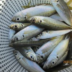 下関フィッシングパーク 釣果