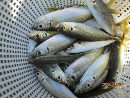 下関フィッシングパーク 釣果