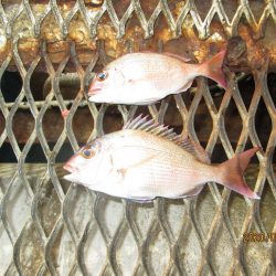 下関フィッシングパーク 釣果