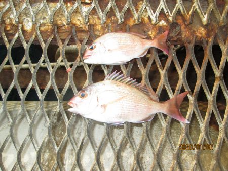 下関フィッシングパーク 釣果