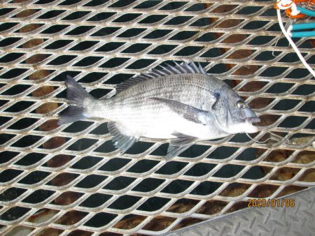 下関フィッシングパーク 釣果