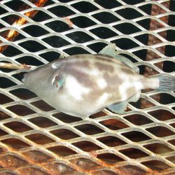 下関フィッシングパーク 釣果