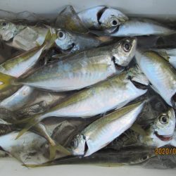 下関フィッシングパーク 釣果