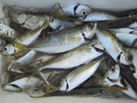 下関フィッシングパーク 釣果