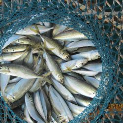 下関フィッシングパーク 釣果