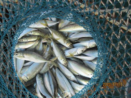 下関フィッシングパーク 釣果