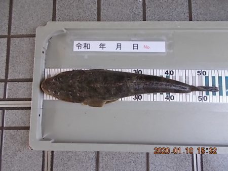 姫路市立遊魚センター 釣果