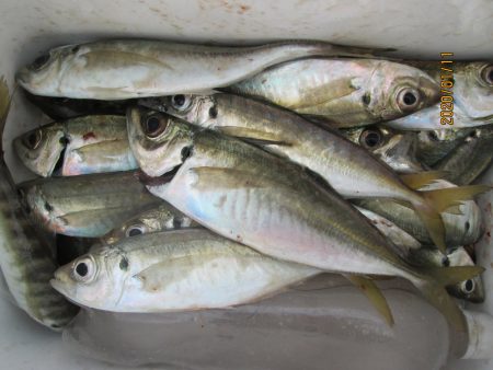 下関フィッシングパーク 釣果