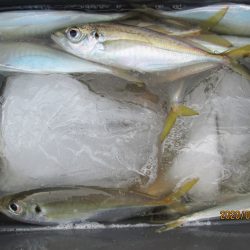 下関フィッシングパーク 釣果