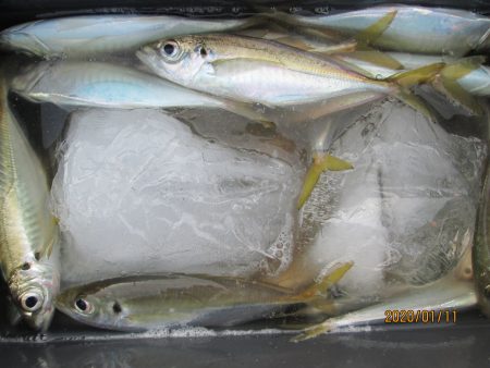 下関フィッシングパーク 釣果