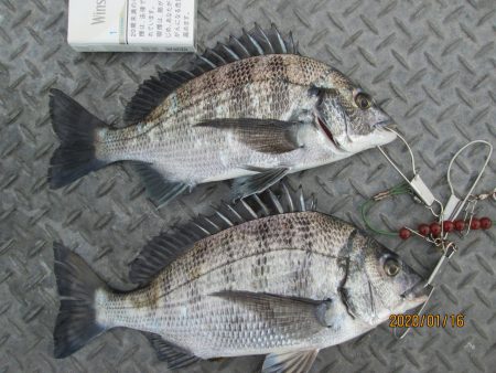 下関フィッシングパーク 釣果