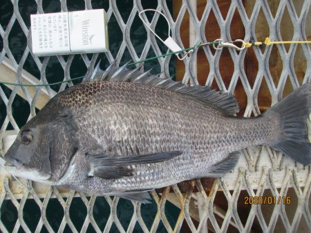 下関フィッシングパーク 釣果