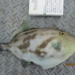 下関フィッシングパーク 釣果