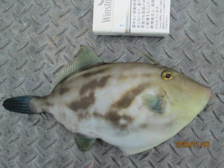 下関フィッシングパーク 釣果