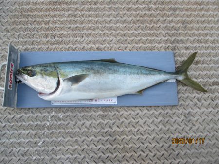 下関フィッシングパーク 釣果