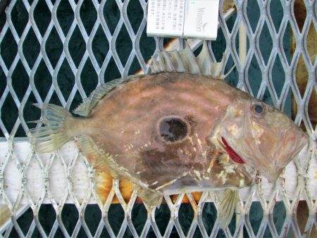 下関フィッシングパーク 釣果