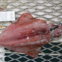 下関フィッシングパーク 釣果