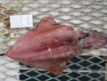 下関フィッシングパーク 釣果