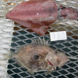 下関フィッシングパーク 釣果