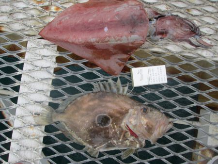 下関フィッシングパーク 釣果