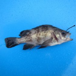 オリジナルメーカー海づり公園(市原市海づり施設) 釣果