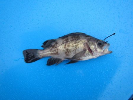 オリジナルメーカー海づり公園(市原市海づり施設) 釣果