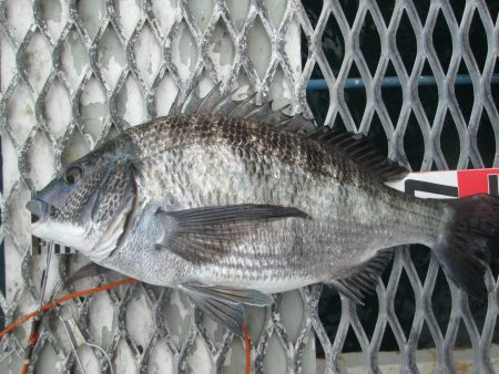 下関フィッシングパーク 釣果