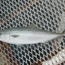 下関フィッシングパーク 釣果