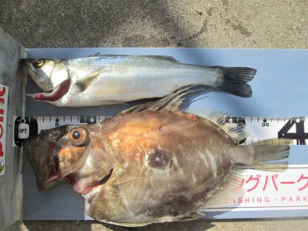 下関フィッシングパーク 釣果