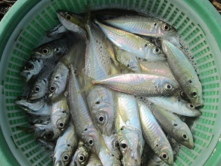 下関フィッシングパーク 釣果