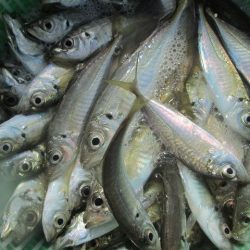 下関フィッシングパーク 釣果