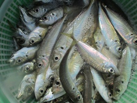 下関フィッシングパーク 釣果